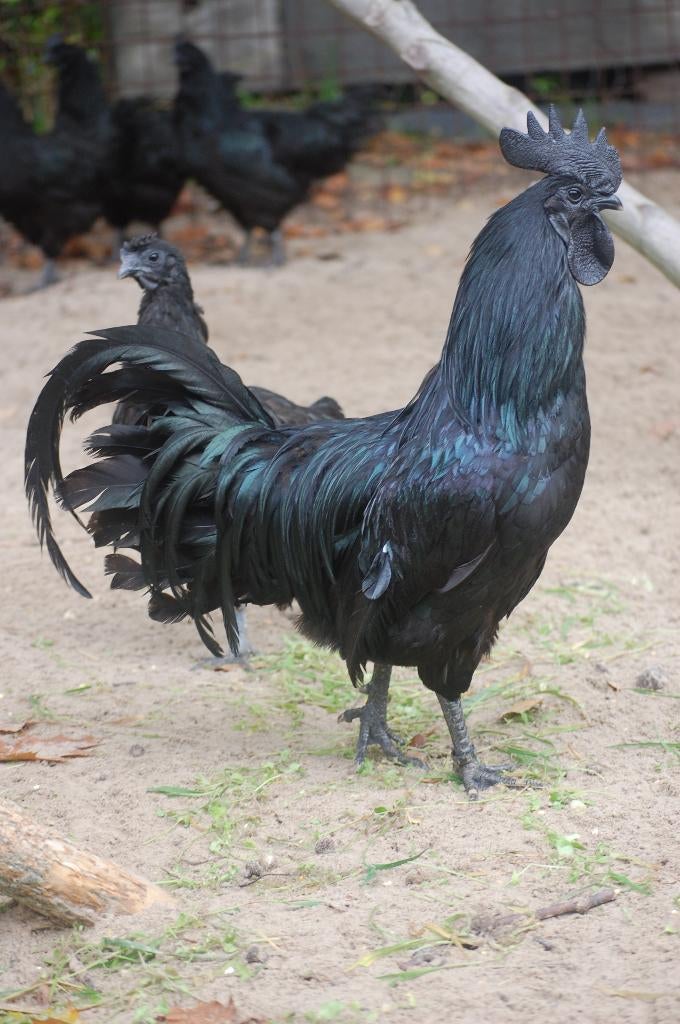 BROEDEIEREN "AYAM CEMANI" MEEST GEPIGMENTEERDE KIP, Geslacht onbekend, Kip