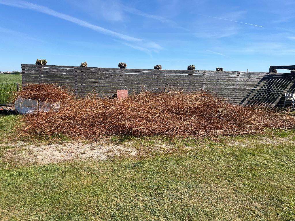 Wilgentakken gratis af te halen, Tuin en Terras, Planten | Bomen, Ophalen, Volle zon, Overige soorten