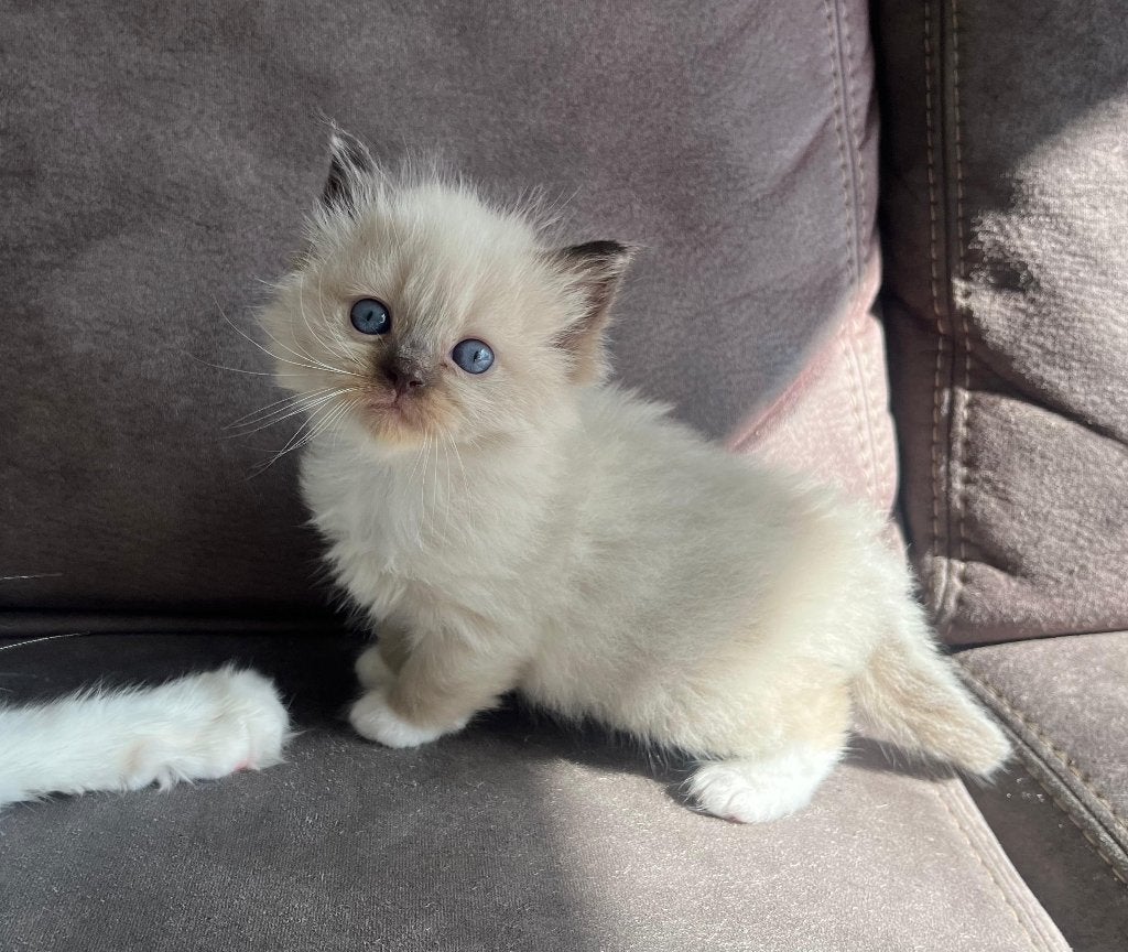 Raszuivere Ragdoll seal mitted poes, Poes, Gechipt, 0 tot 2 jaar