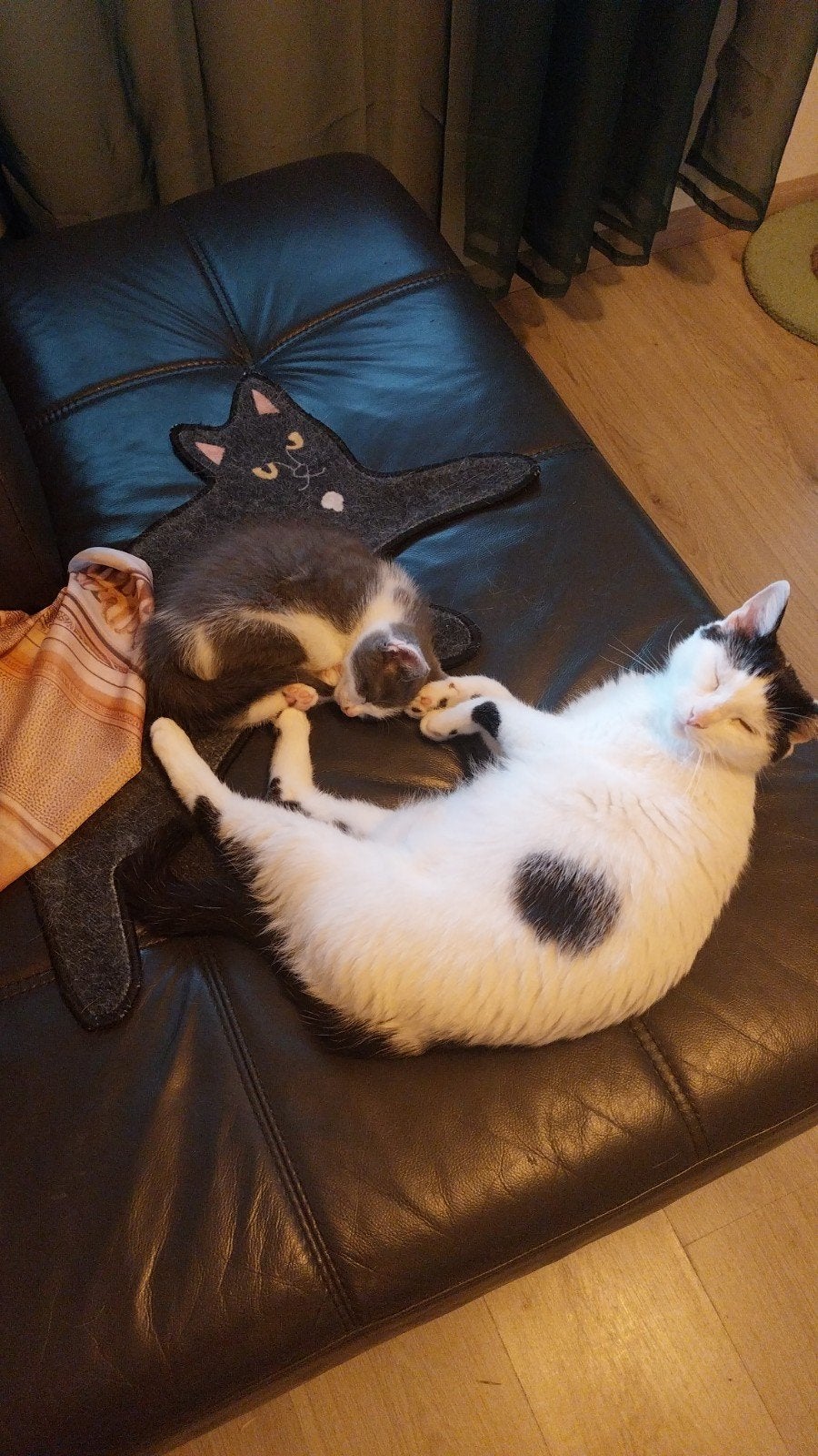 moederpoes, Poes, 3 tot 5 jaar