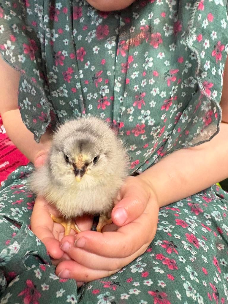 Kleurleggers kuikens, Meerdere dieren, Kip