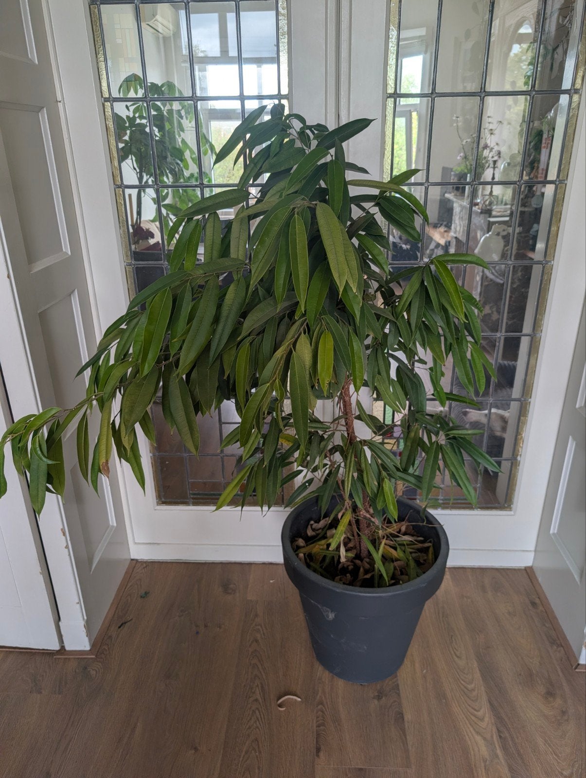 Ficus binnendijkii plant met pot, Huis en Inrichting, Kamerplanten, Ophalen, Ficus, Halfschaduw, 100 tot 150 cm