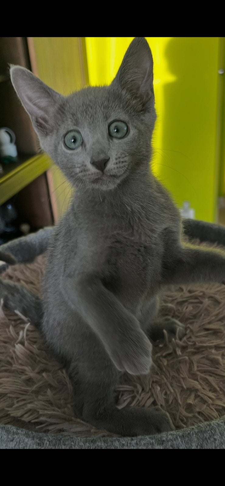 Blauw Rus  poesje, Dieren en Toebehoren, Katten en Kittens | Raskatten | Korthaar, Poes
