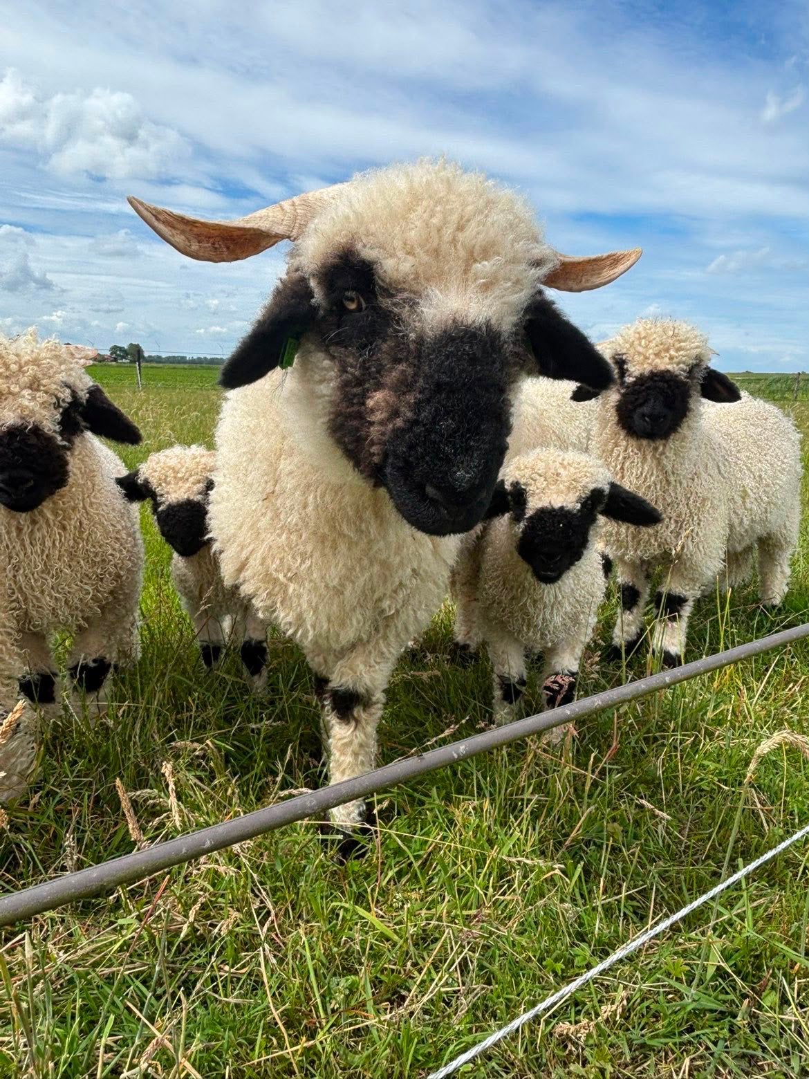 Walliser Schwarznase schapen te koop, Vrouwelijk, Schaap