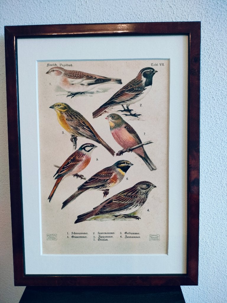 Litho Floericke Ortolaan Gors Goudammer IJsgors 1922, Antiek en Kunst, Ophalen of Verzenden