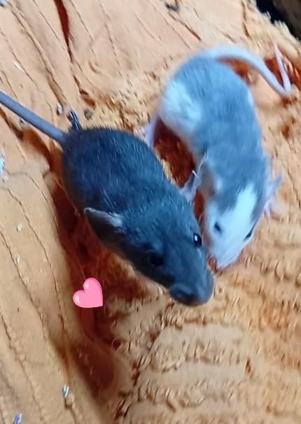 Jonge ratjes!, Dieren en Toebehoren, Knaagdieren, Rat, April, Meerdere dieren, Tam