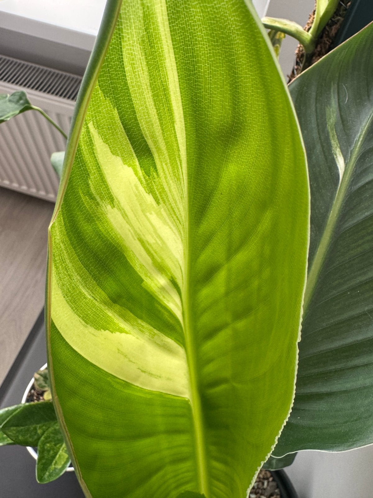 Strelitzia reginae albo, Huis en Inrichting, Kamerplanten, Ophalen of Verzenden, Volle zon, 200 cm of meer