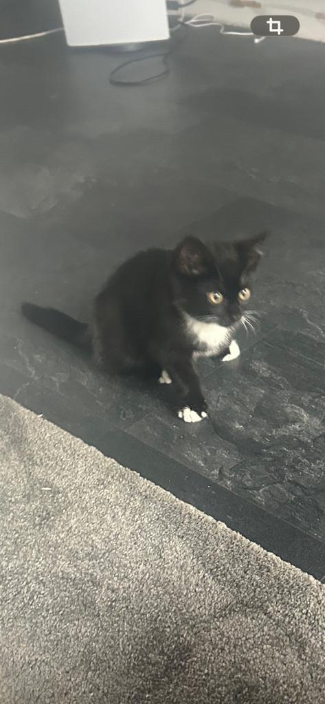 Britse korthaar kitten, Dieren en Toebehoren, Katten en Kittens | Overige Katten, Poes, Kortharig, 0 tot 2 jaar