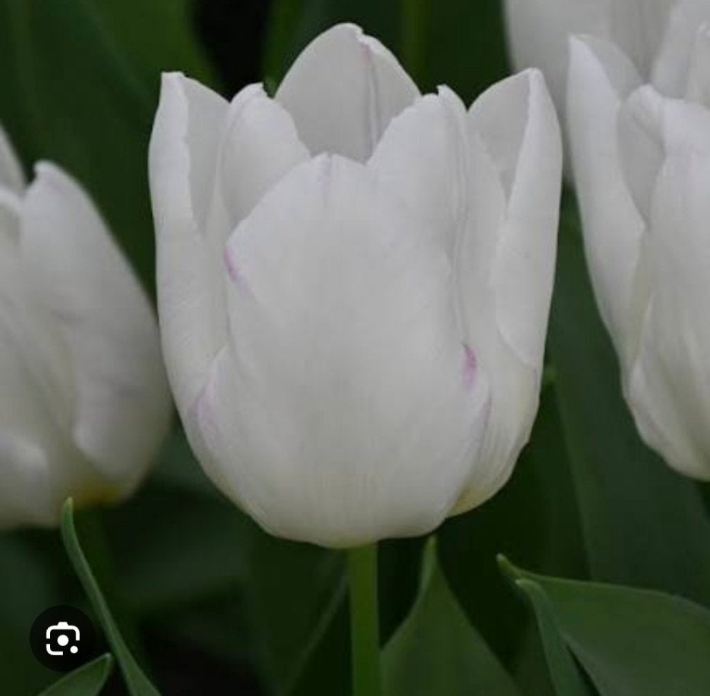 Tulpenbollen, Ophalen of Verzenden, Najaar, Volle zon, Bloembol