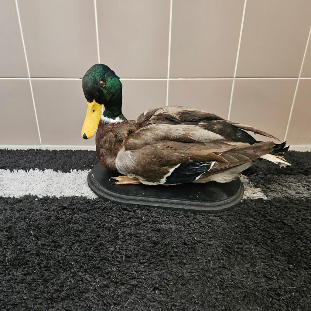 Opgezette Wilde Eend opgezet taxidermie taxidermy woerd, Ophalen of Verzenden, Gebruikt, Vogel, Opgezet dier