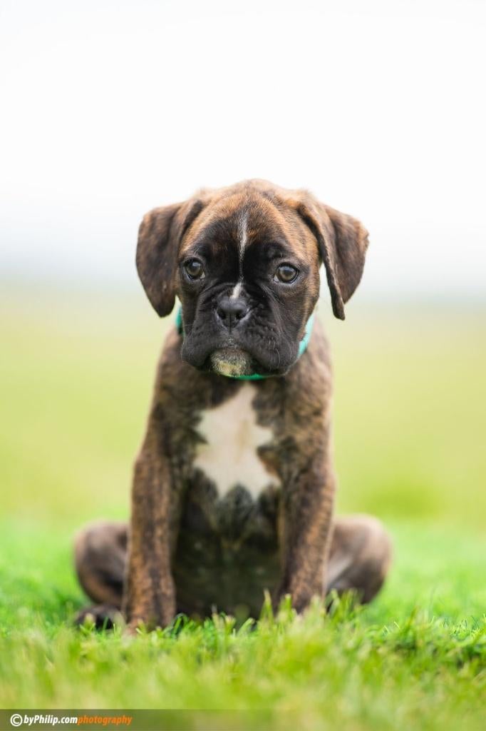 Boxer pups Een jongen, Dieren en Toebehoren, Overige rassen, 8 tot 15 weken, Parvo, Meerdere