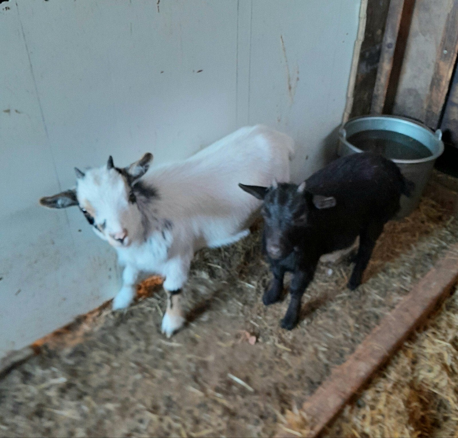 Te koop mooie jonge dwerg geitjes., Dieren en Toebehoren, Vrouwelijk, Geit, 0 tot 2 jaar