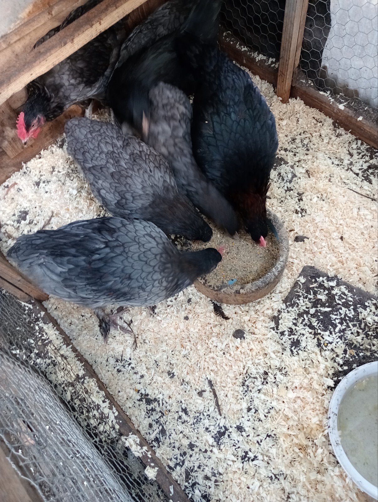 te koop mooie jonge marans hennen .Groot, Meerdere dieren, Kip