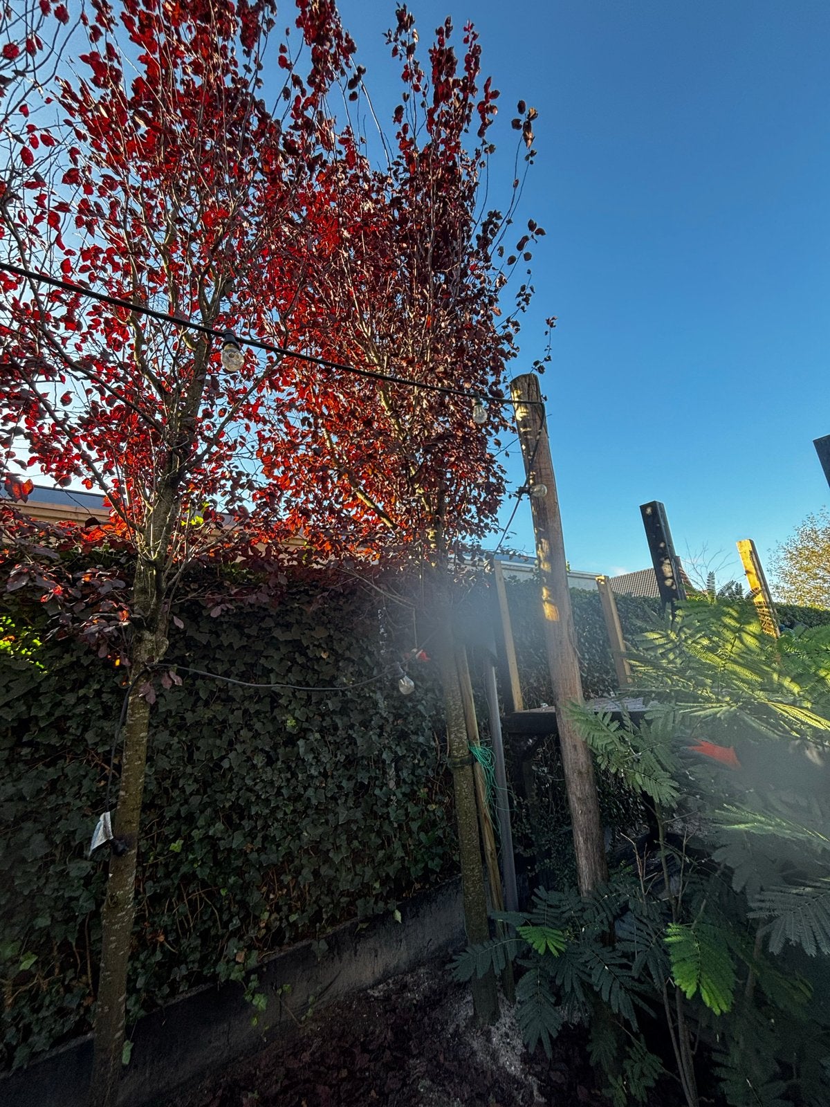 Rode Sierkers/ Prunus cerasifera 'Nigra' ? - 5m hoog, Tuin en Terras, Overige soorten, Lente, 400 cm of meer, Ophalen