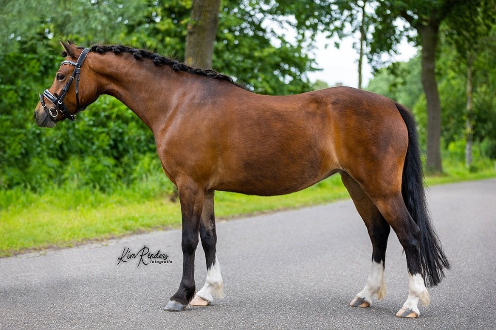 Talentvolle Bpony merrie 5 jr, Dieren en Toebehoren, Pony's, Merrie, 3 tot 6 jaar, B pony (1.17m tot 1.27m), Met stamboom