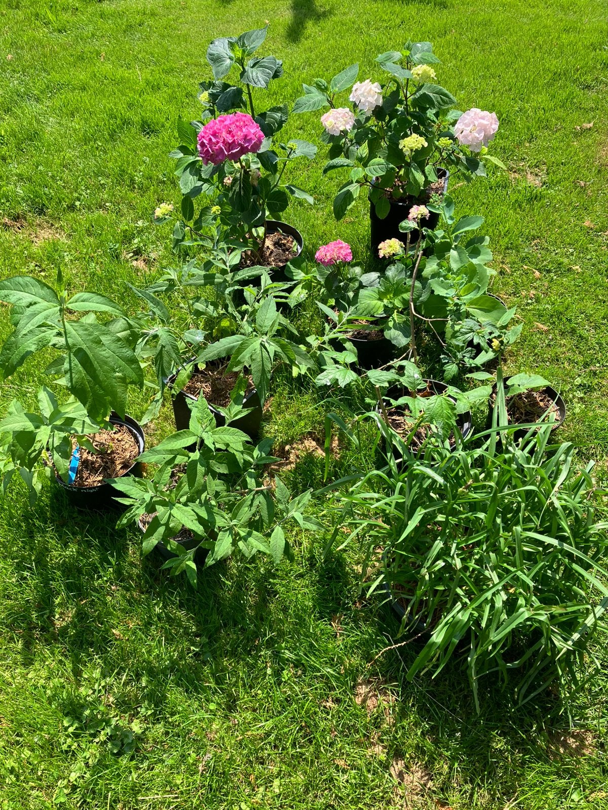 Verschillende planten te koop advertentie lezen aub, Tuin en Terras, Planten | Tuinplanten, Ophalen, Overige soorten