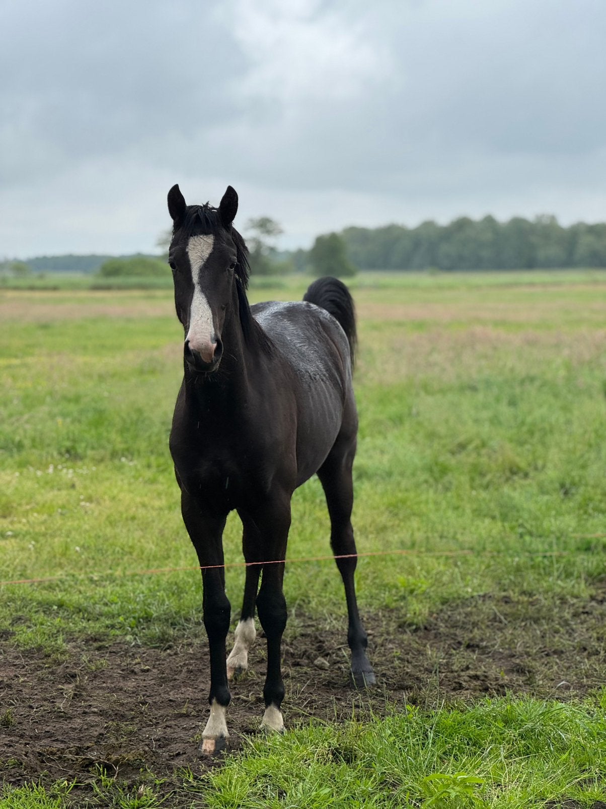 Zwarte hengst 2 jr, stoere D / E pony, Minder dan 160 cm, 0 tot 2 jaar, Hengst, Recreatiepaard