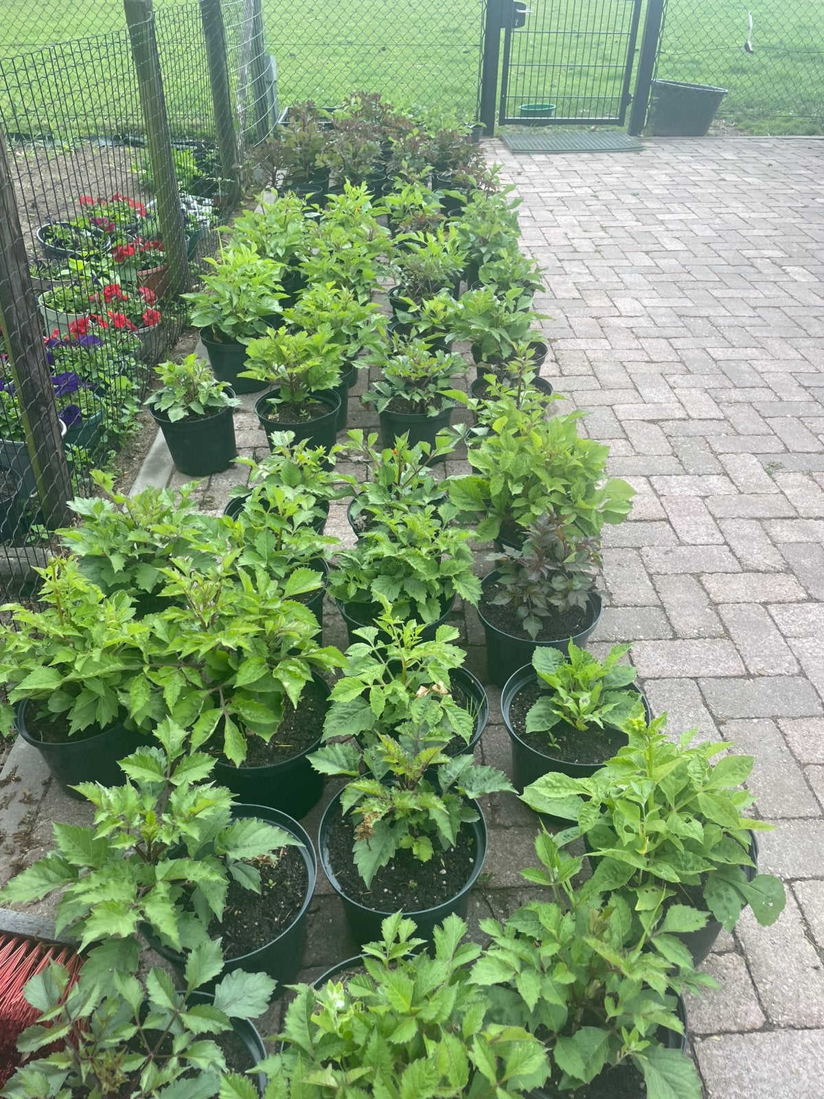 Dahlia’s, Ophalen of Verzenden, Overige soorten, Volle zon
