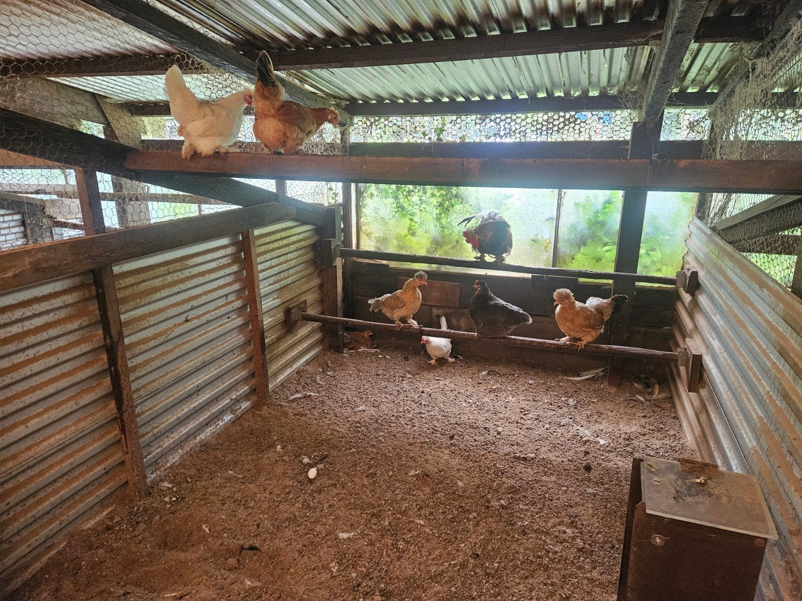 Foktoom boeren kriel te koop, Dieren en Toebehoren, Pluimvee, Vrouwelijk, Kip