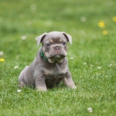 Franse bulldog Lilac tan teefje mag verhuizen, België, Particulier, HCC (leverziekte), 8 tot 15 weken