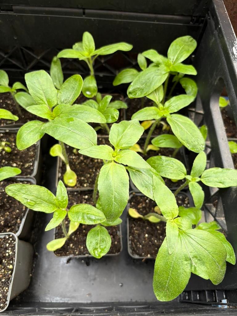 Pluktuin plantjes moederdagtip!, Tuin en Terras, Planten | Tuinplanten, Ophalen, Eenjarig, Overige soorten, Volle zon