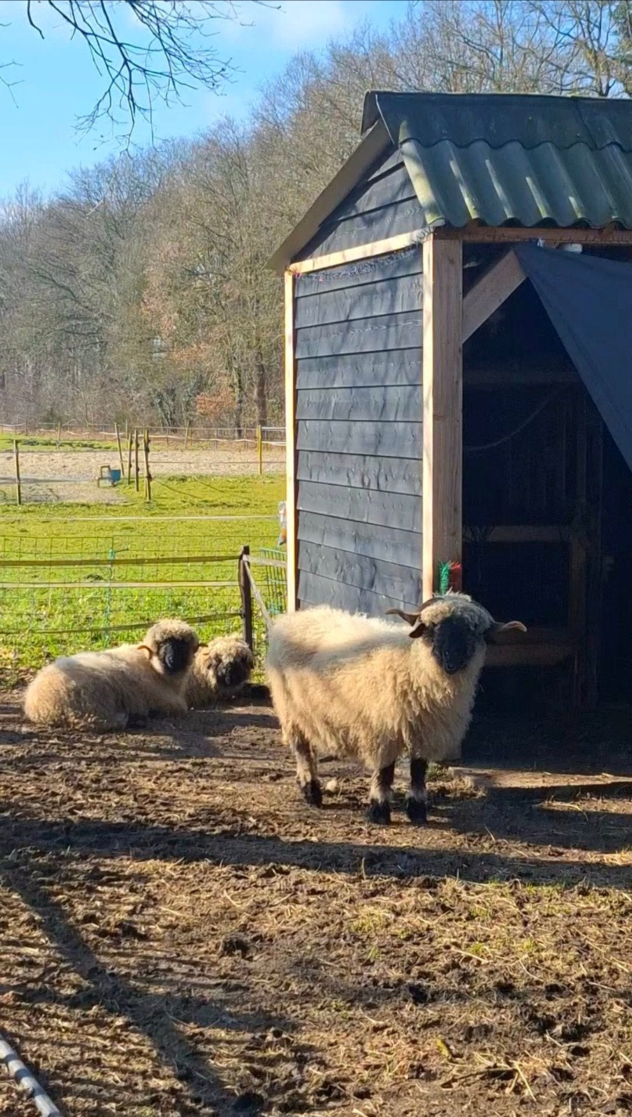 "GEZOCHT" dekram walliser Schwarznasse noord nederland, Dieren en Toebehoren, Schapen, Geiten en Varkens, Mannelijk, Schaap