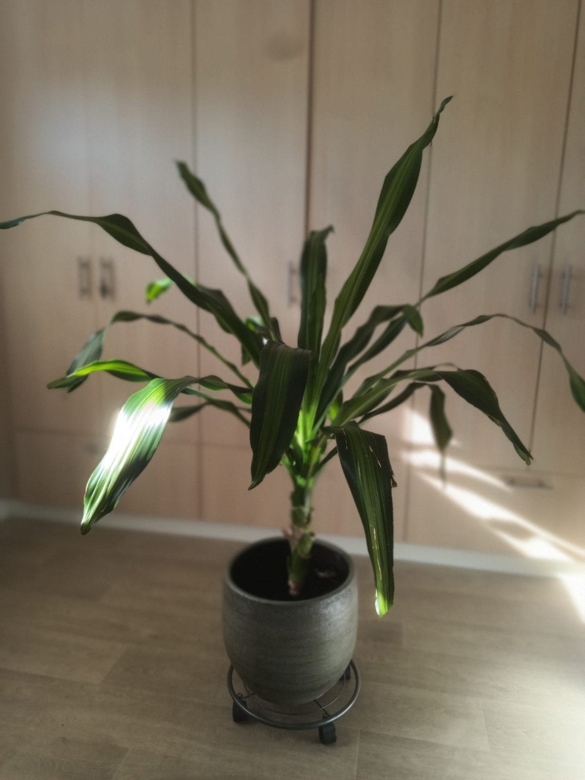 Geldboom inclusief pot, Huis en Inrichting, Ophalen, 100 tot 150 cm, Overige soorten, Halfschaduw