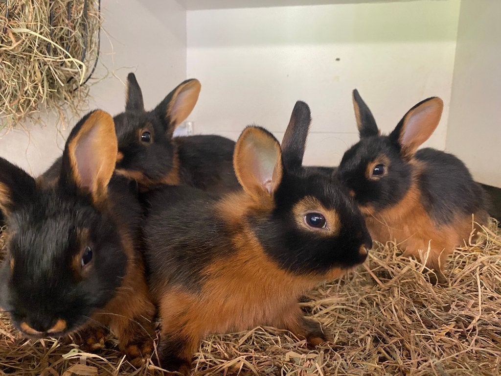 Konijnen, Meerdere dieren, 0 tot 2 jaar
