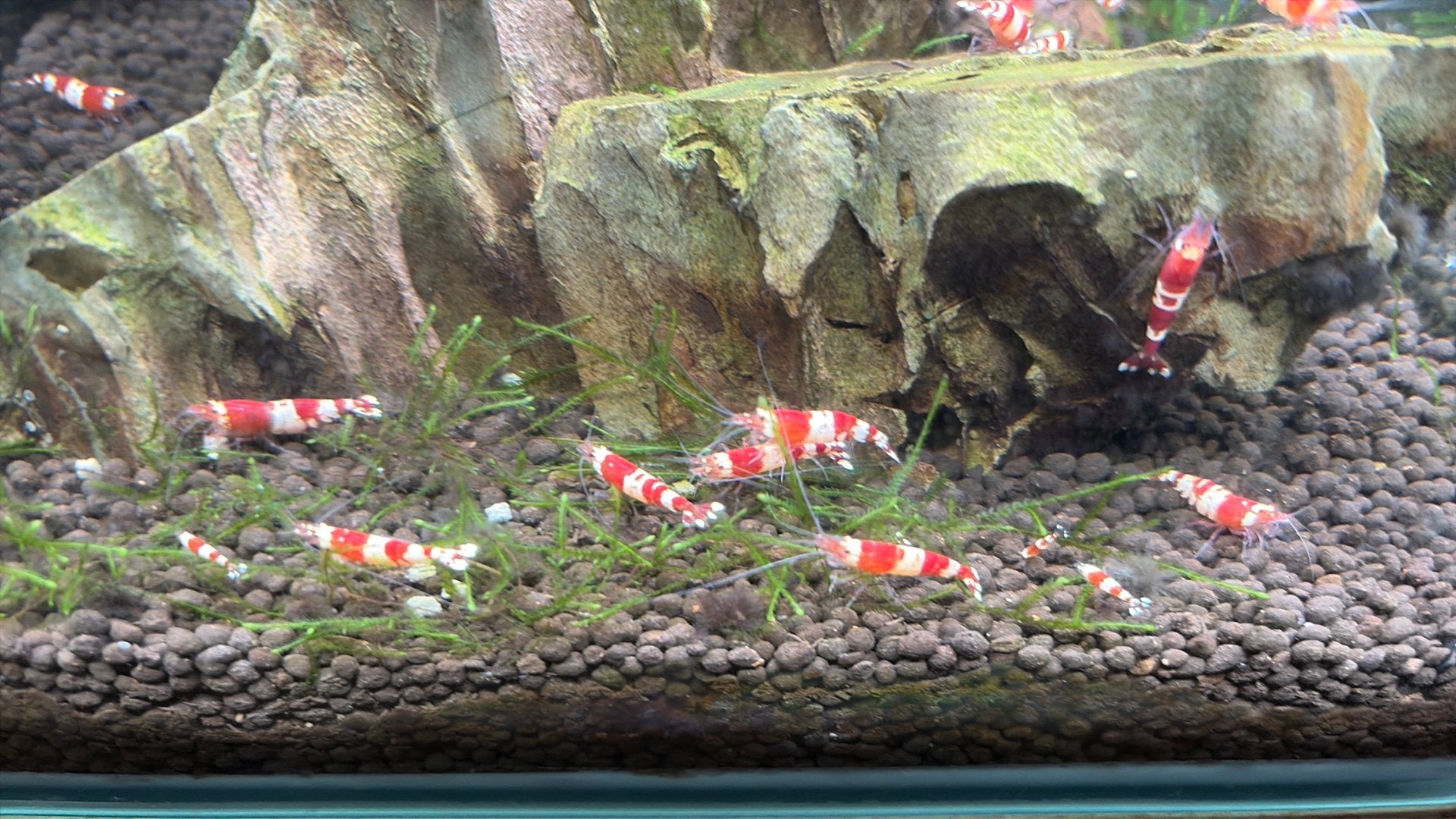 Te koop: crystal red garnalen, Dieren en Toebehoren, Kreeft, Krab of Garnaal