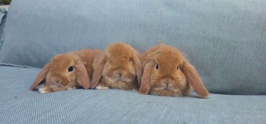 Knappe Nhd en Minilop konijntjes, Meerdere dieren, Dwerg, Hangoor, 0 tot 2 jaar