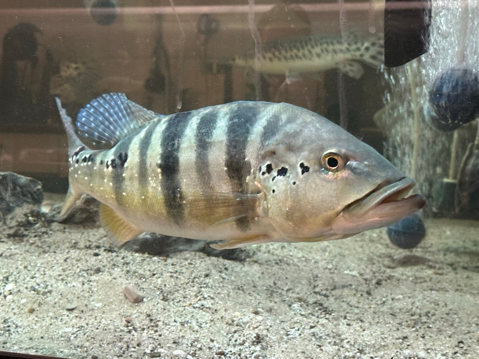 2x cichla blue azul, Vis