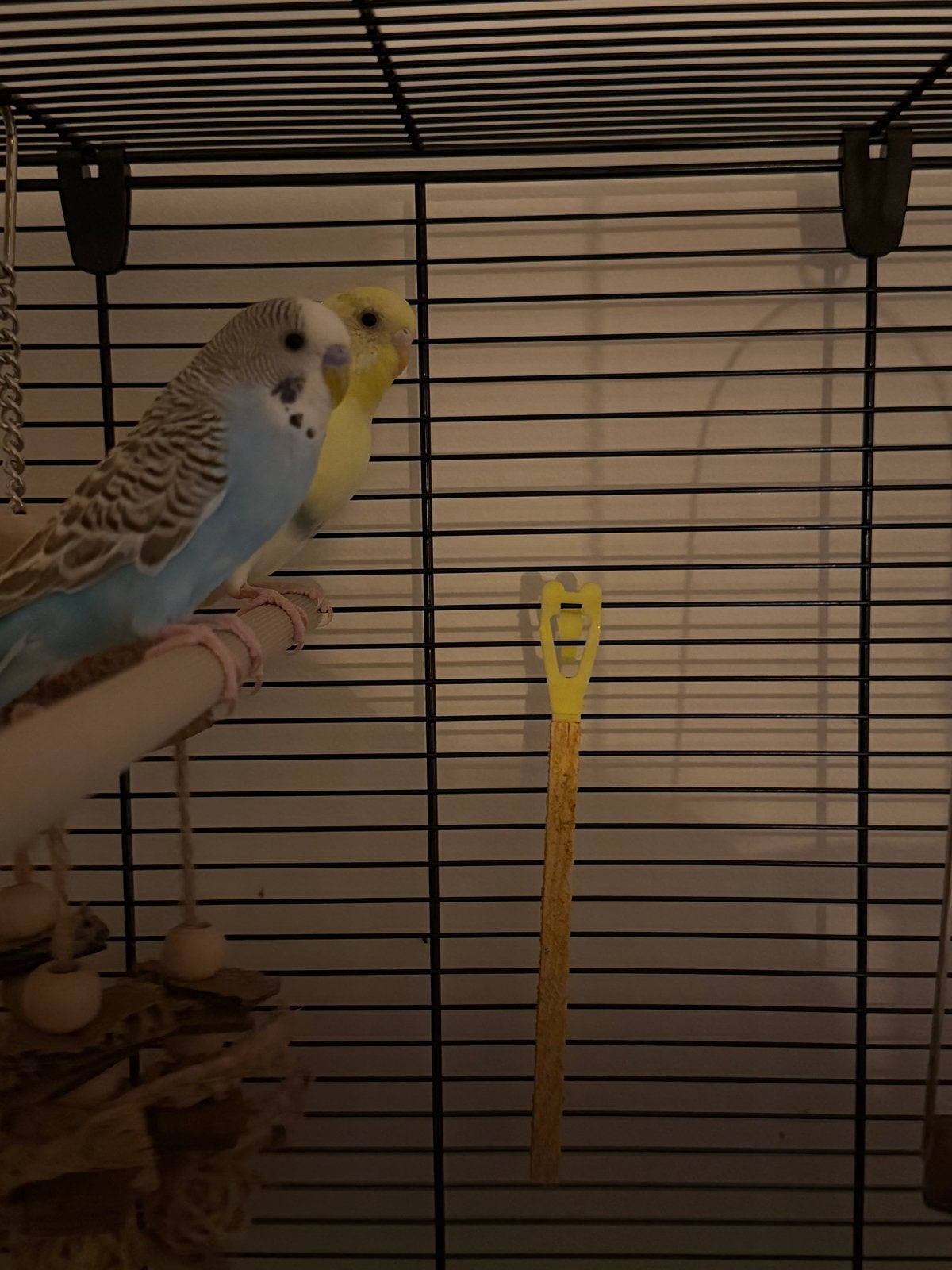 2 lieve parkietjes, koppeltje, Meerdere dieren, Parkiet
