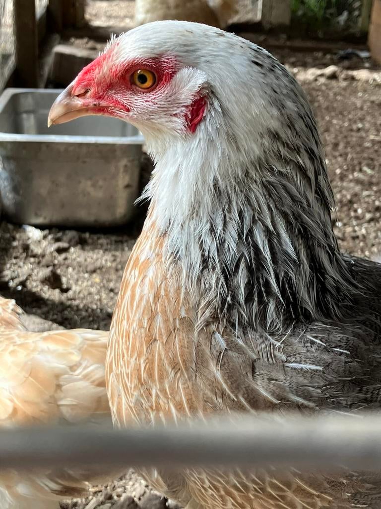 Twentse hoen, Dieren en Toebehoren, Pluimvee, Vrouwelijk, Kip