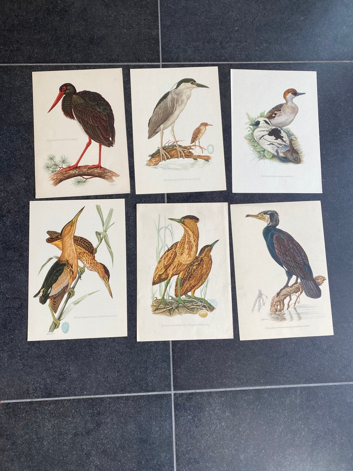 30 prenten vogels 16,5x24 per stuk 1,25 euro uitzoeken, Antiek en Kunst, Antiek | Schoolplaten, Ophalen of Verzenden, Natuur en Biologie