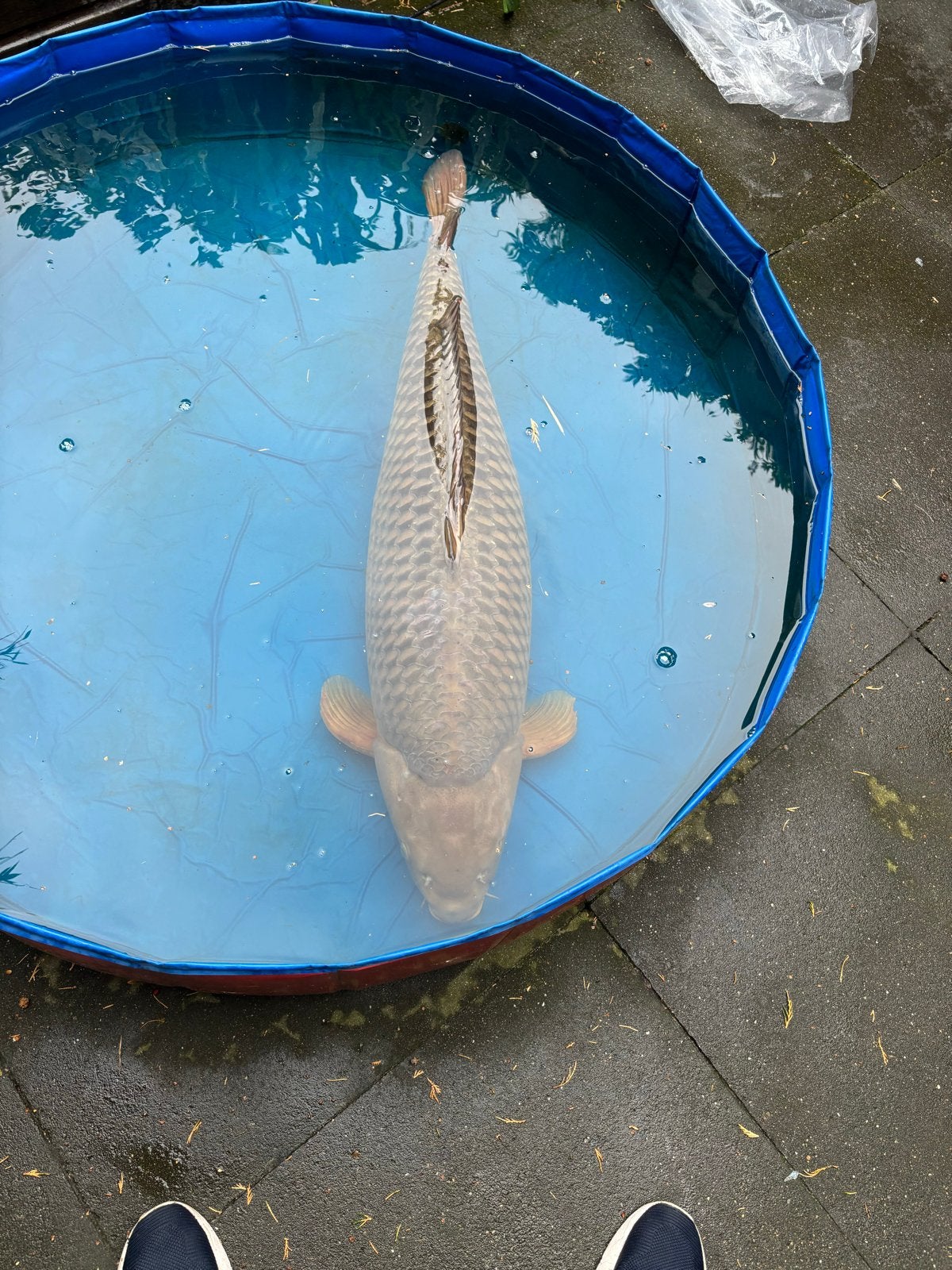 Japanse jumbo koi 100cm, Dieren en Toebehoren, Karper of Koi