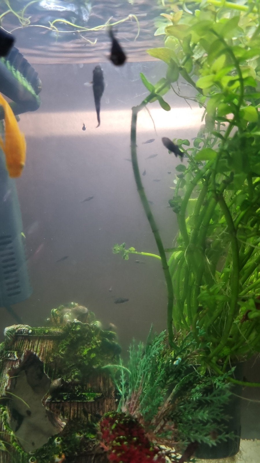 Gratis baby Black mollys, Dieren en Toebehoren, Vis