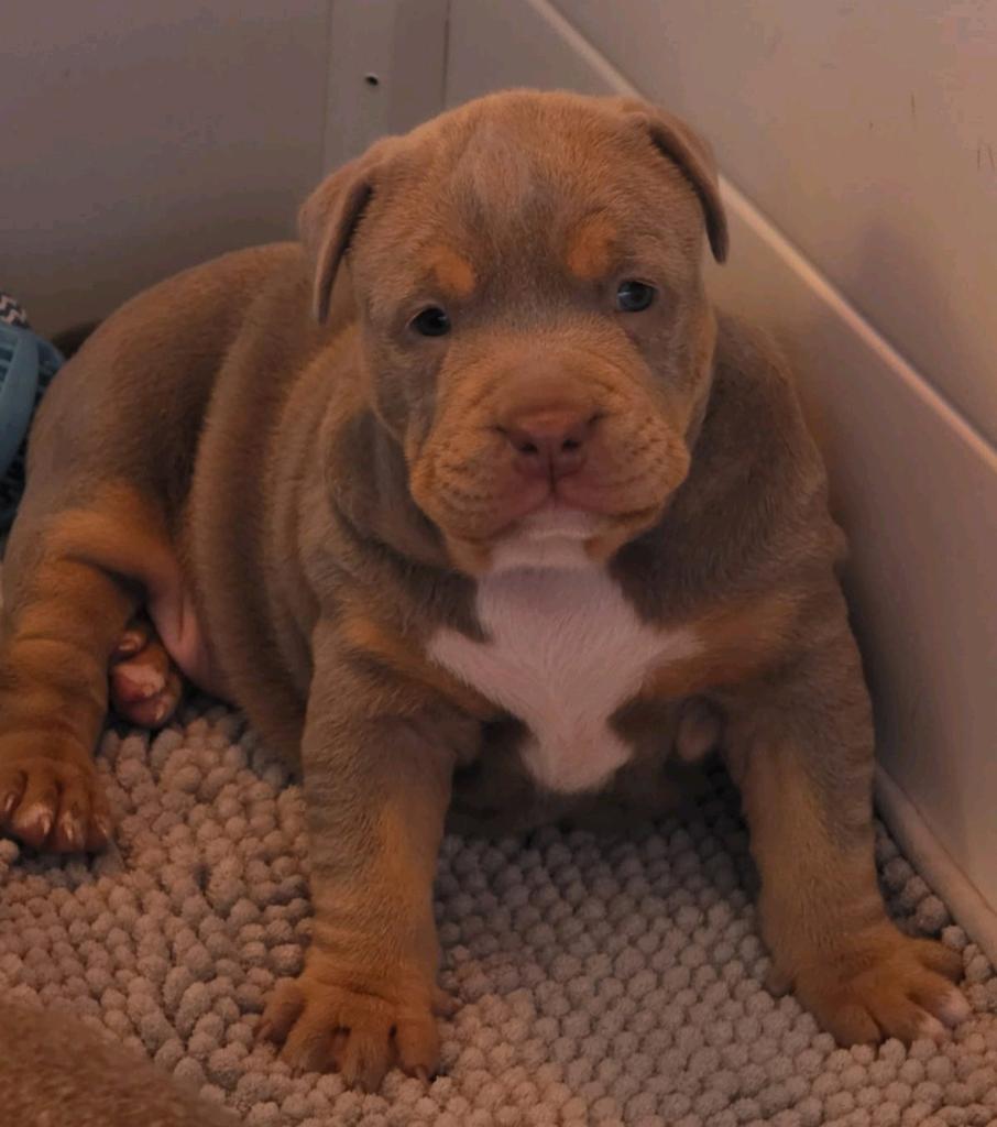 American Bully teefje *ABKC, 8 tot 15 weken, Teef, Eén hond, Nederland