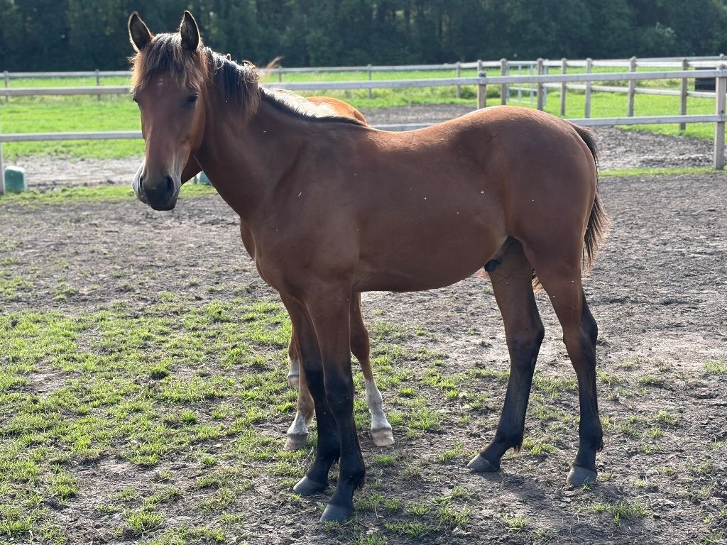 Stalling met weide gezocht, Dieren en Toebehoren, Weidegang, 2 of 3 paarden of pony's