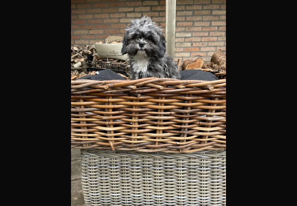 Rieten hondenmand, Ophalen of Verzenden, Zo goed als nieuw, Riet
