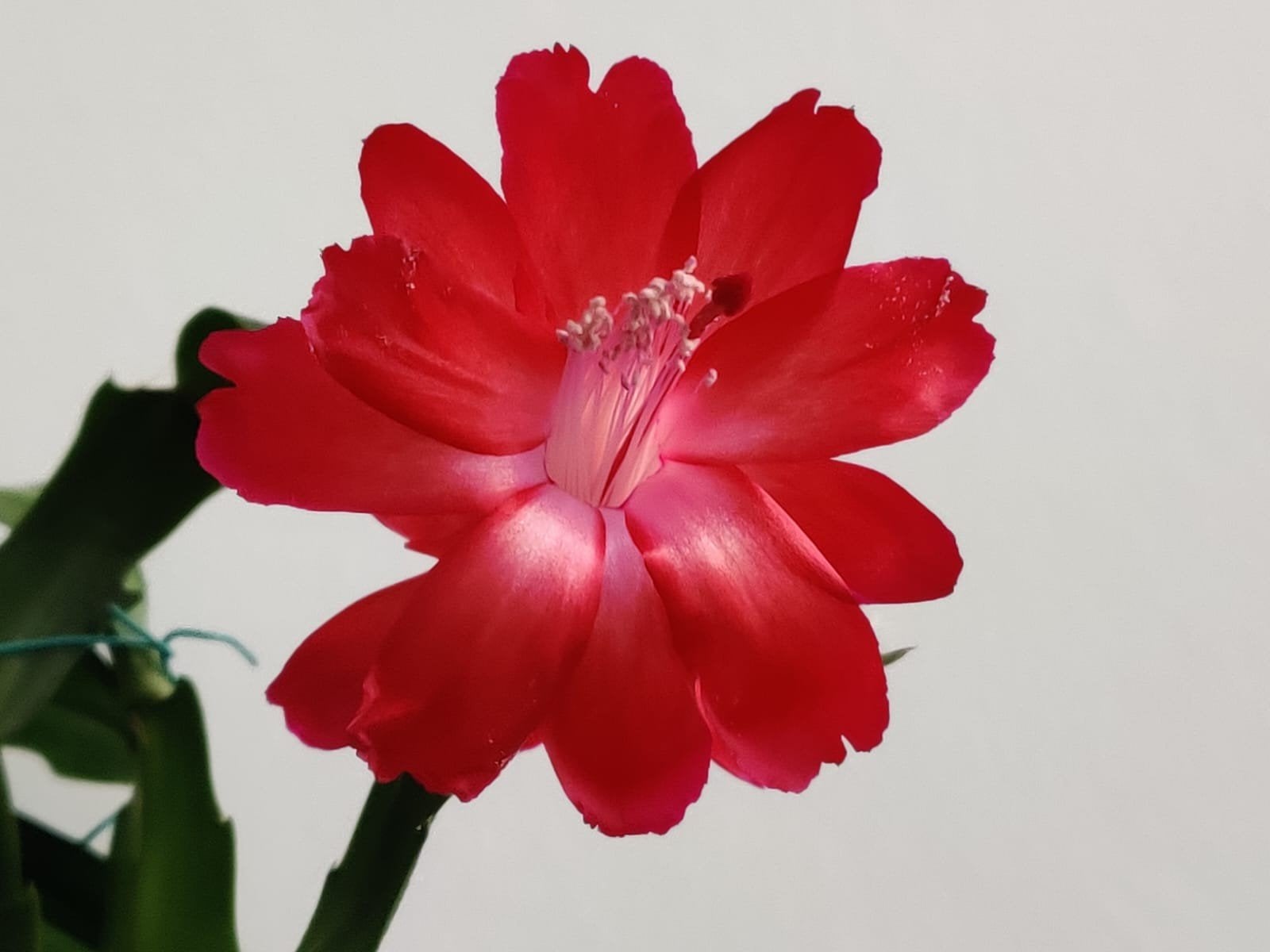 Schlumbergera 'Red Maude' (frilled petals) stek ongeworteld, Verzenden, Halfschaduw, Minder dan 100 cm