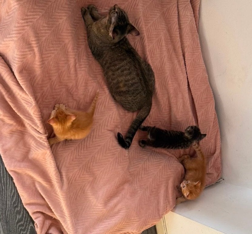 3x kittens europese korthaar, Meerdere dieren, Kortharig, 0 tot 2 jaar