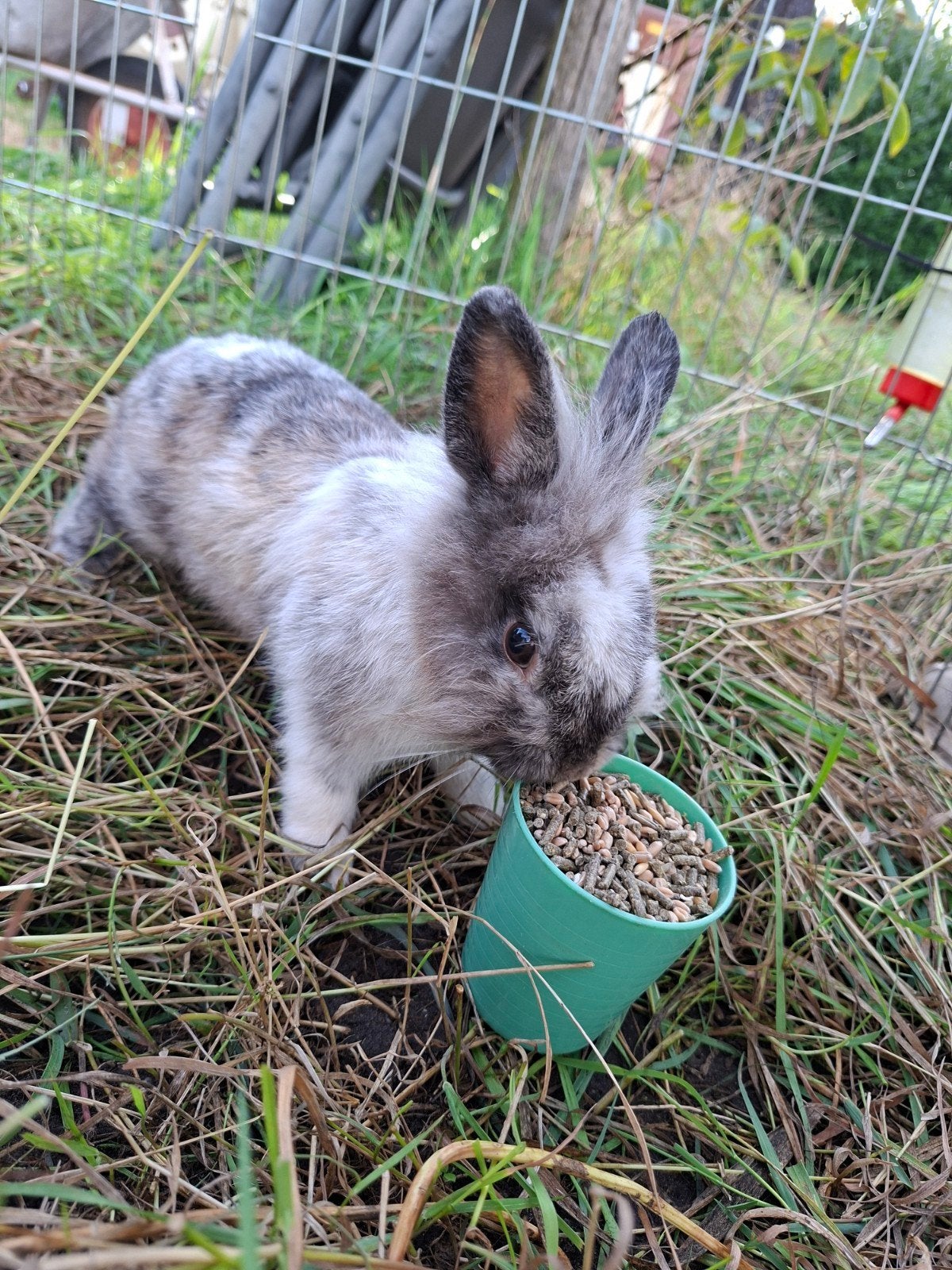 mooi rammetje te koop - 12 mei geboren, Dieren en Toebehoren, Mei, Mannelijk, Tam