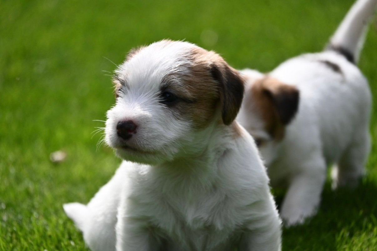 Jack russel terrier puppy’s ruwhaar, Nederland, Jack Russell Terriër, CDV (hondenziekte), 8 tot 15 weken