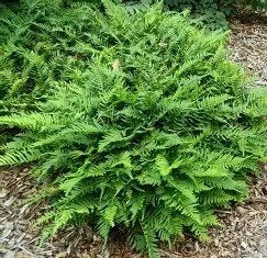 Eikvaren, wintergroene vaste plant, Ophalen, Vaste plant, Varens, Bloeit niet