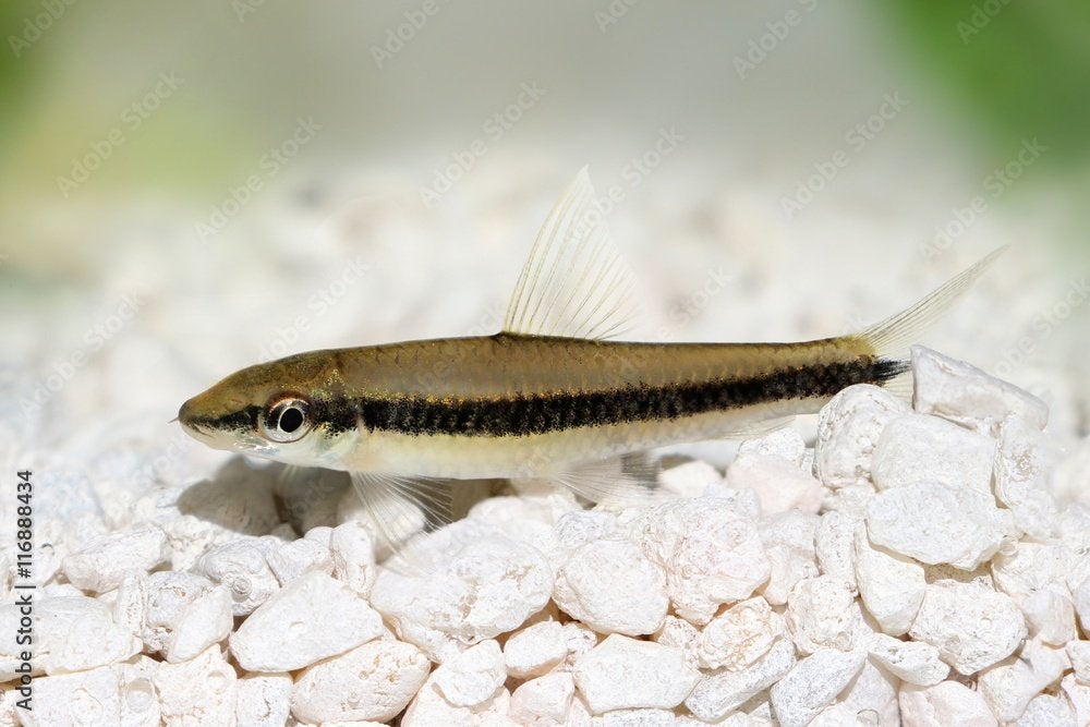 crossocheilus oblongus €4,95, Vis, Zoetwatervis