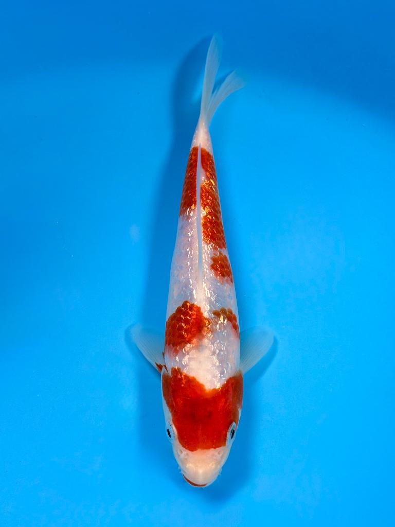 Kuchi Beni Ginrin Ai Goromo inclusief certificaat, Karper of Koi