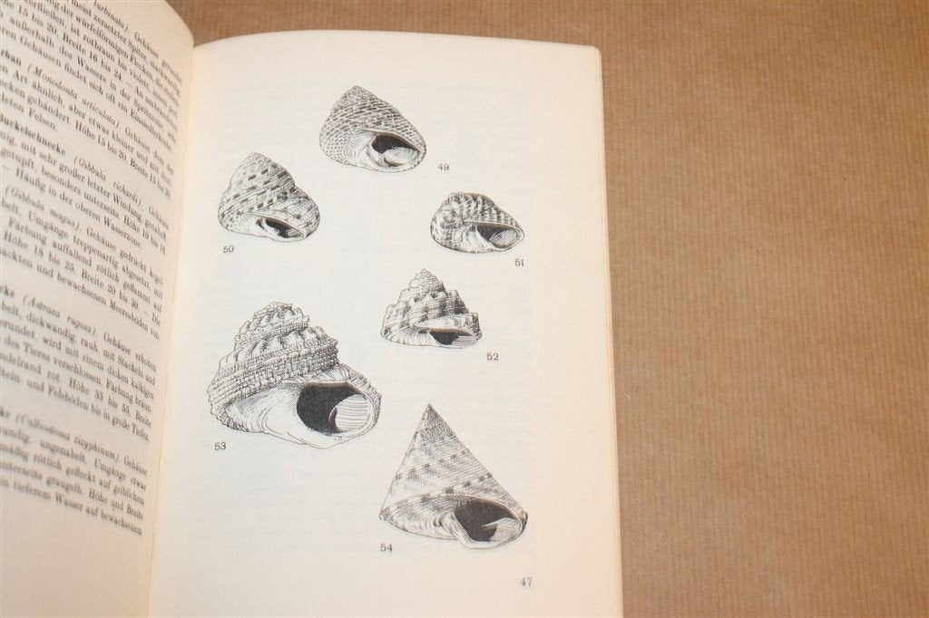Muscheln, Schnecken, Tintenfische — Middellandse Zee 1964, Ophalen of Verzenden, Gelezen