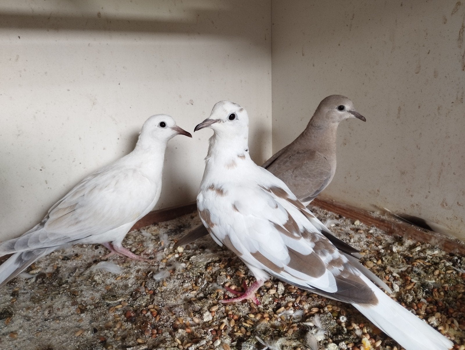 tortelduiven, Meerdere dieren, Tortelduif