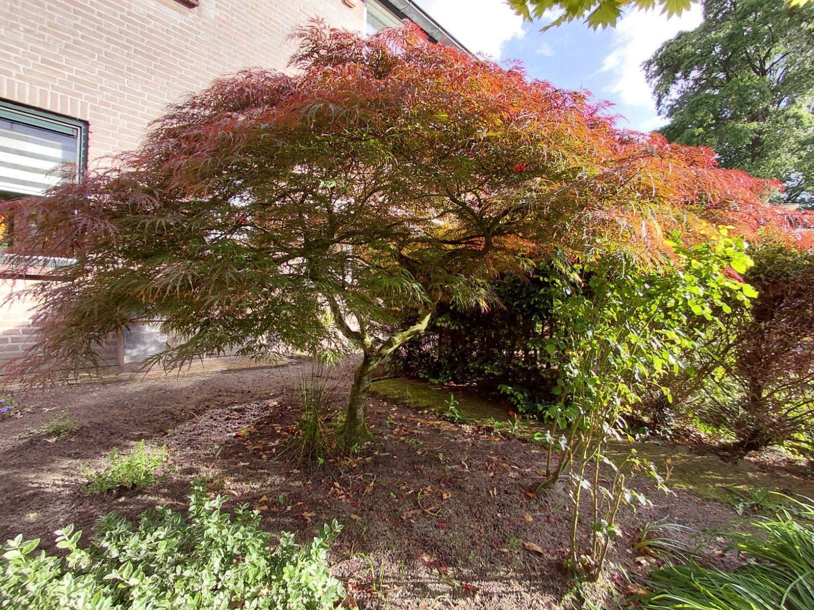 Prachtige Japanse Esdoorn (Acer Palmatum Dissectum), Tuin en Terras, Ophalen, Bloeit niet, Halfschaduw, Overige soorten