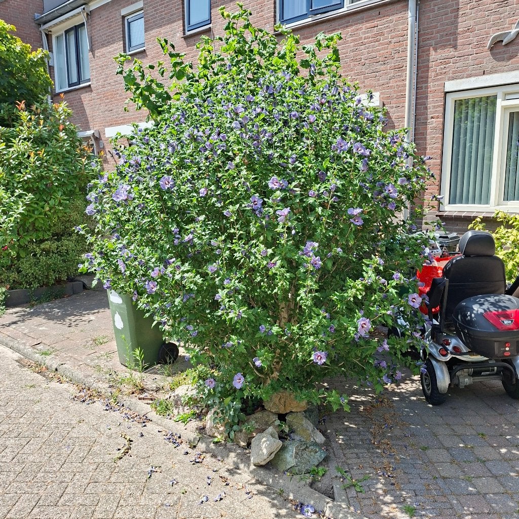 Grote Hibiscus struik met prachtige paarse bloemen, Volle zon, Vaste plant, Zomer, Ophalen